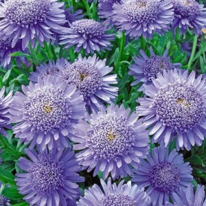 Саженец астры альпийская Виолетта (Violet)