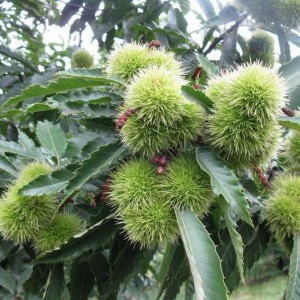 Саженец каштана мягчайшего китайского