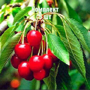 Комплект 5шт / Черешня Берекет