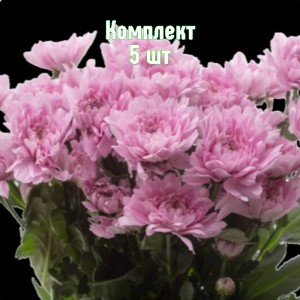 Комплект 5шт / Хризантема Калимба