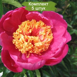 Саженцы пиона Дорин  (Doreen) -  комплект 5 шт.