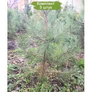 Сеянцы сосны Крымской до 20 см -  комплект 5 шт.