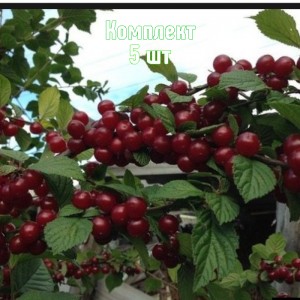 Комплект 5шт / Вишня войлочная Смуглянка восточная