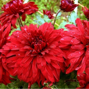 Саженец крупноцветковой хризантемы Дипломат (Diplomat) (Красная )