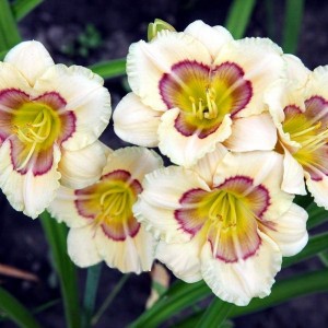 Саженец лилейника Ол Американ Бейби (All american baby)