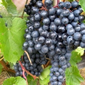 Саженец винограда Памяти Домбковской (Ранний/Черный)