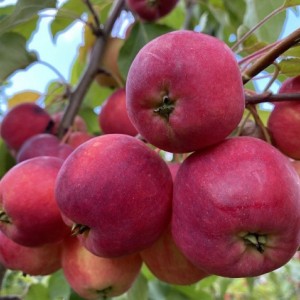 Яблоня Синап Минусинский