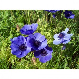 Луковицы анемоны Перелеска благородная -  комплект 5 шт.