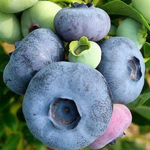 Саженец черники Патриот (Patriot)