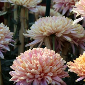 Саженец хризантемы мультифлора Арес Шампань (Ares Champagne) (Шампань )