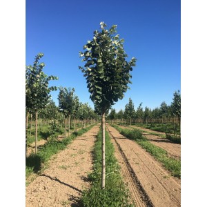 Саженец липы Крупнолистной 100-150 см